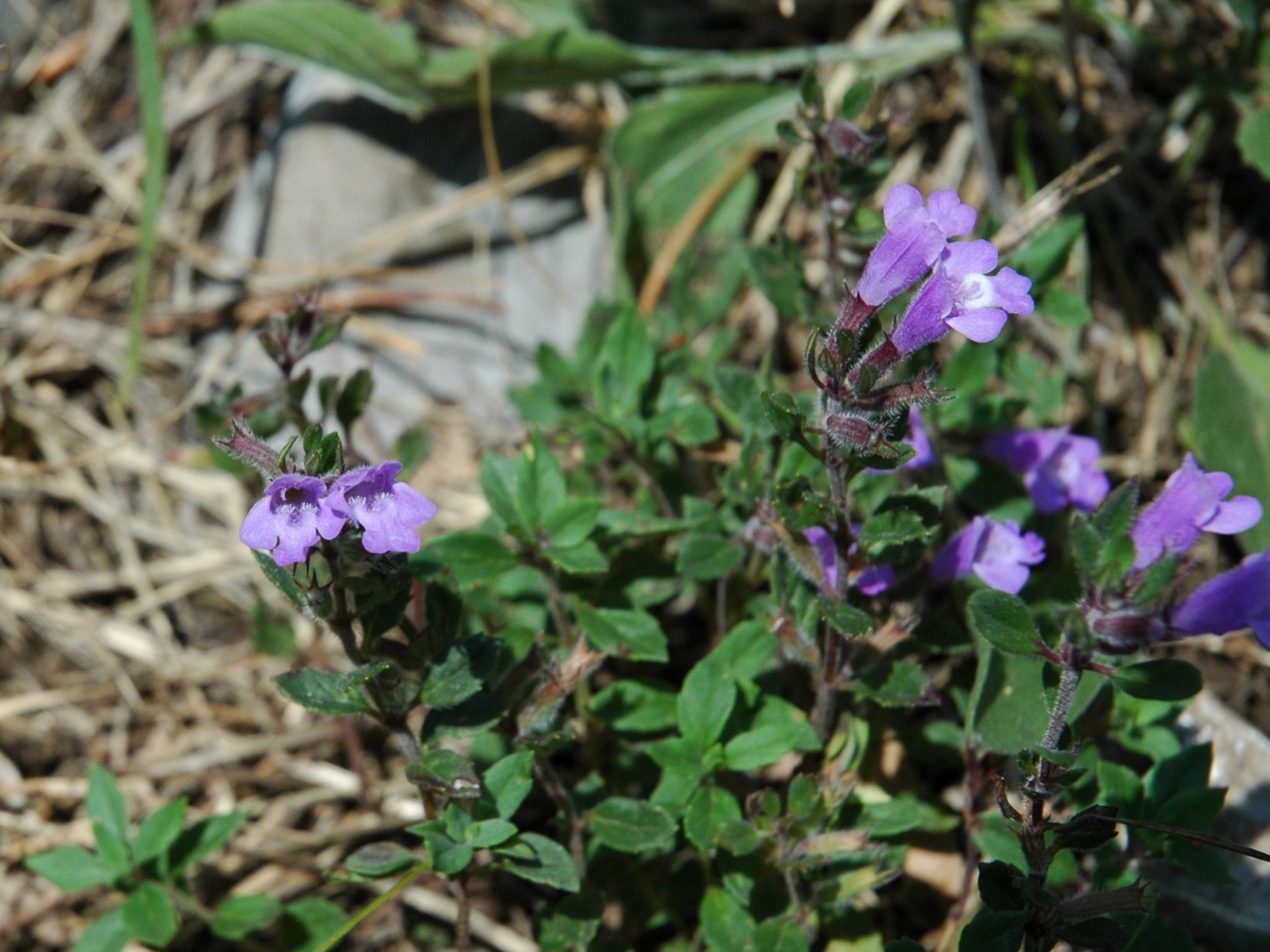 Calamintha ?no, Acinos alpinus